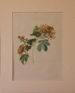   Les chrysanthèmes (x4) 
